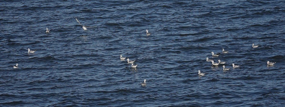 Bonaparte's Gull - ML644816106