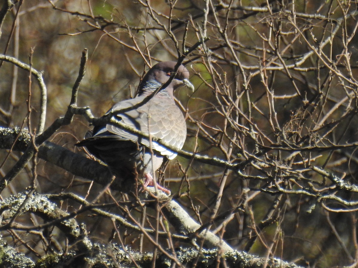 Picazuro Pigeon - ML644816107