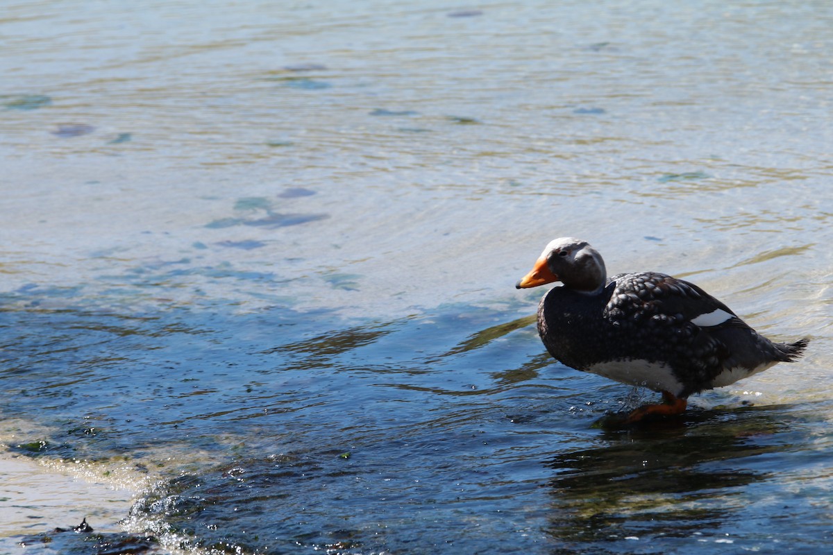 Falkland Steamer-Duck - ML644816108