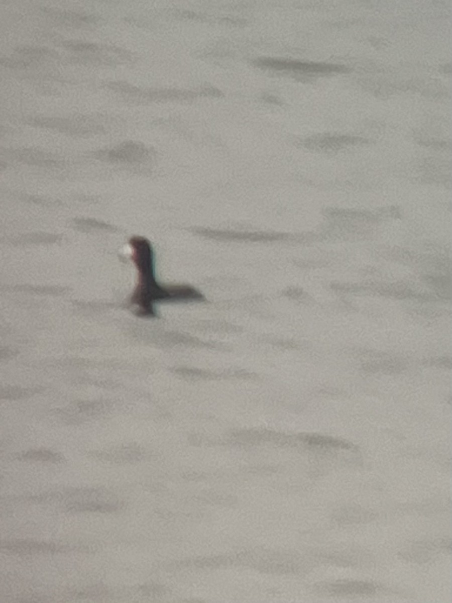 American Coot - ML644816109