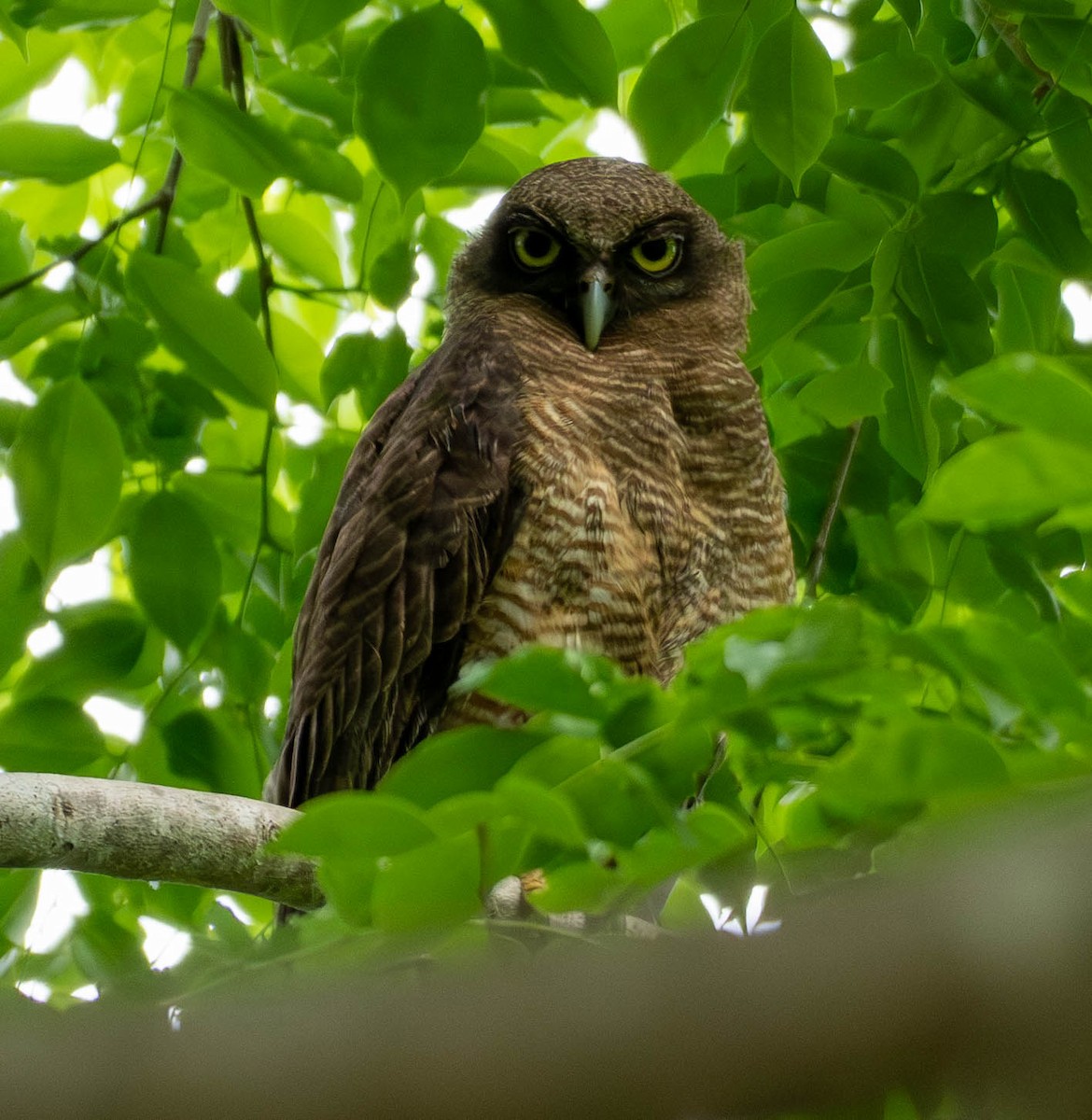 Rufous Owl - ML644816110
