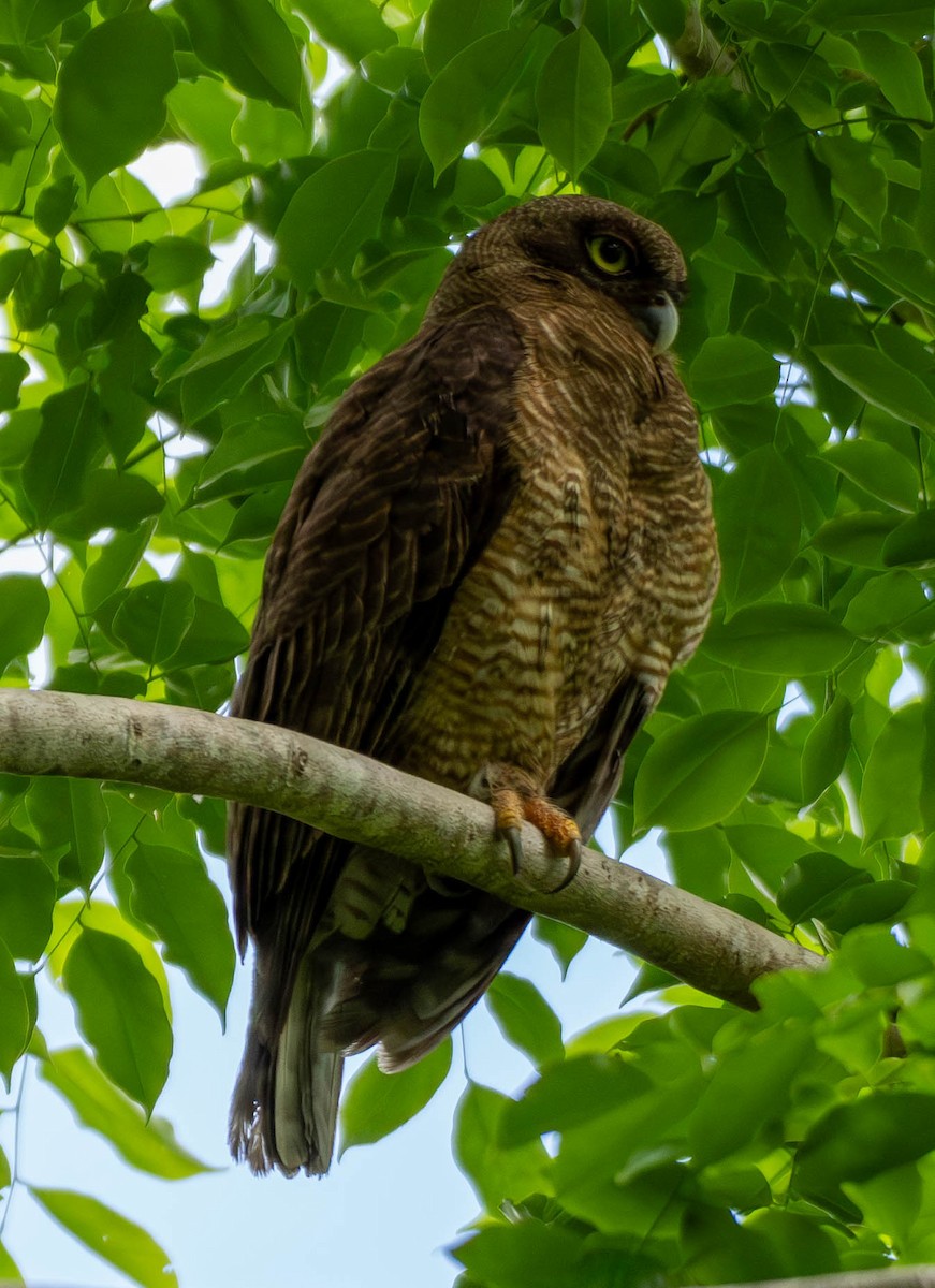 Rufous Owl - ML644816111