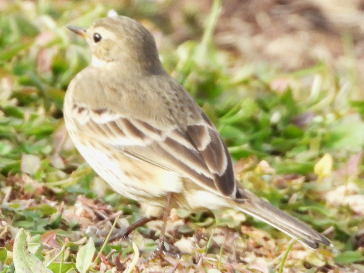 American Pipit - ML644816112