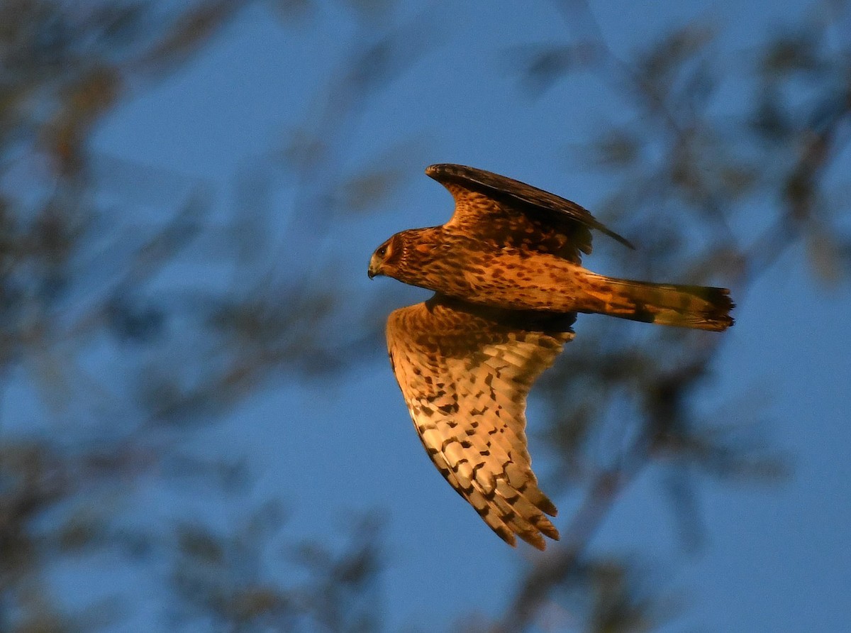 Northern Harrier - ML644816113