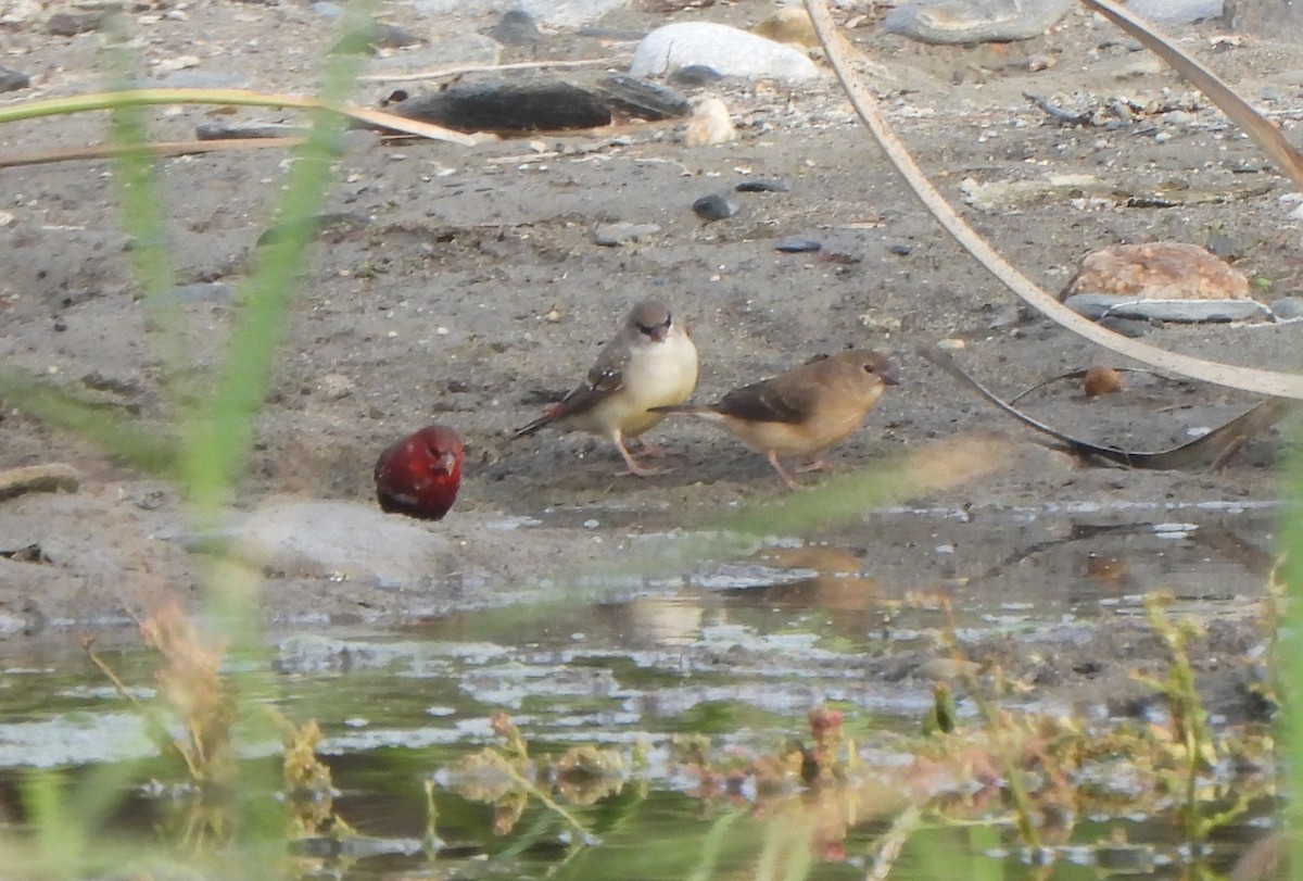 Red Avadavat - ML644816114