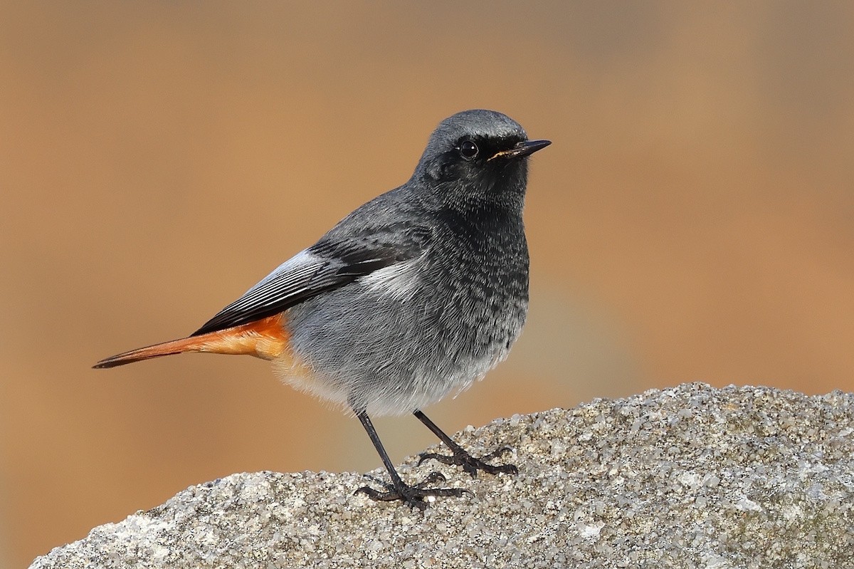 Black Redstart - ML644816115