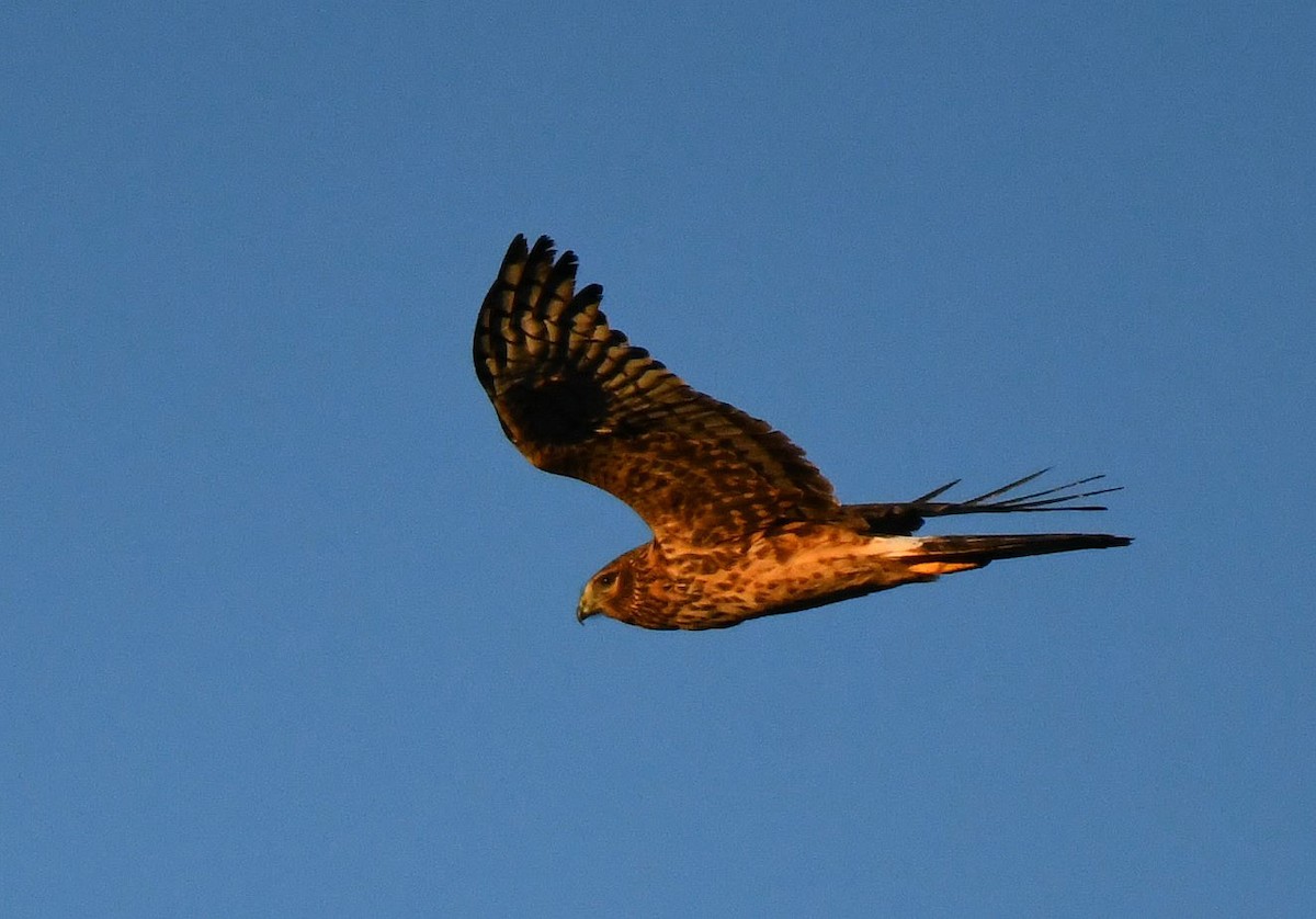 Northern Harrier - ML644816116