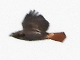 Red-tailed Hawk - ML644816118