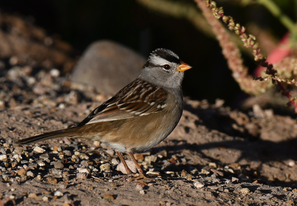 White-crowned Sparrow (Gambel's) - ML644816120
