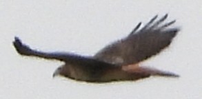 Red-tailed Hawk - ML644816121