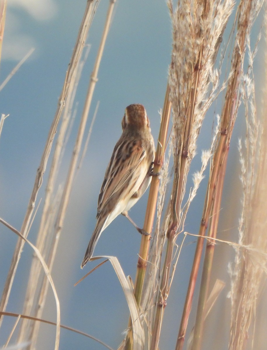 Reed Bunting - ML644816122