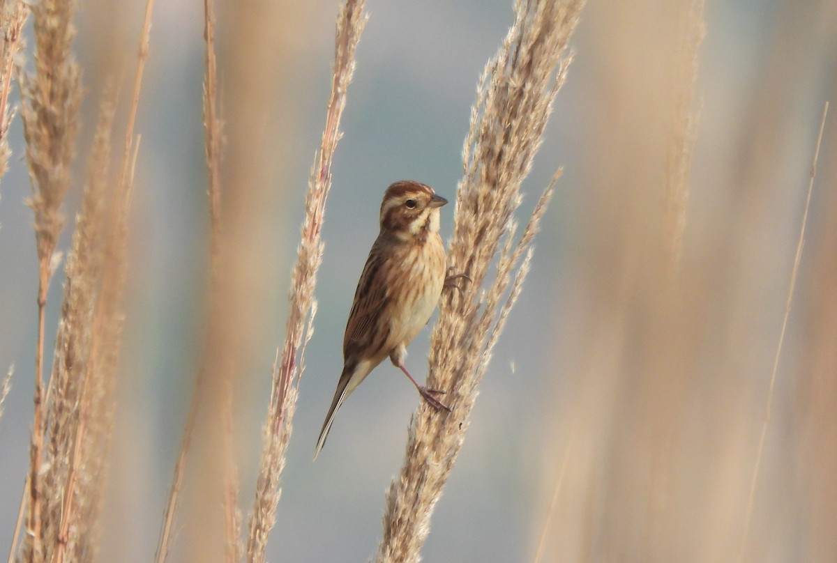 Reed Bunting - ML644816124