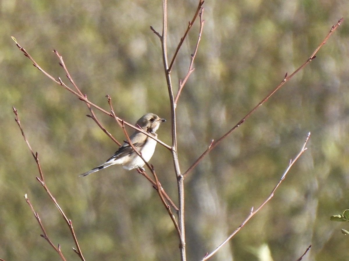 Northern Shrike - ML644816125