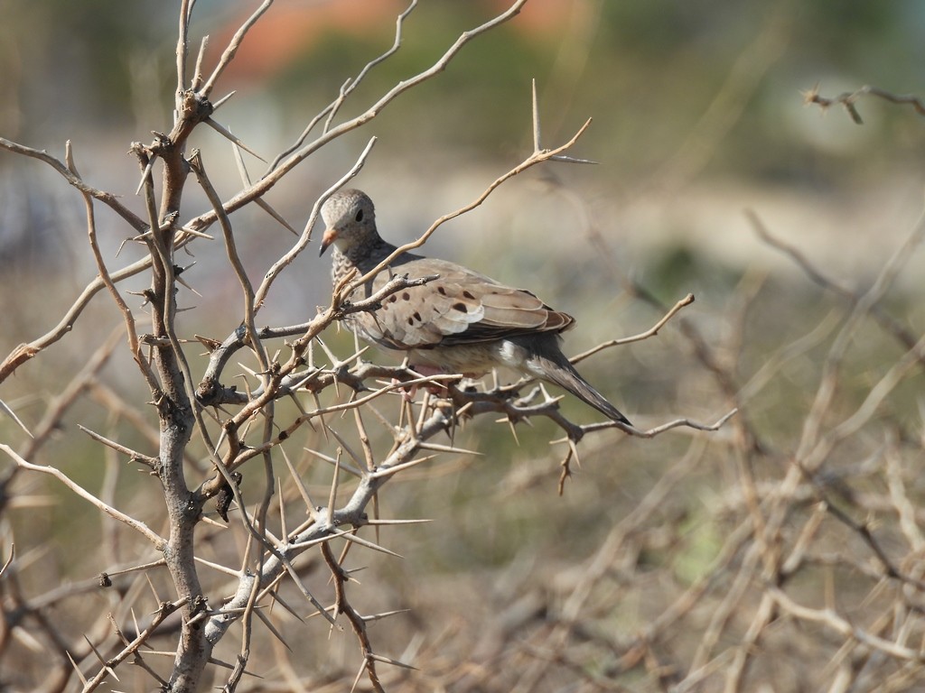 Common Ground Dove - ML644816129