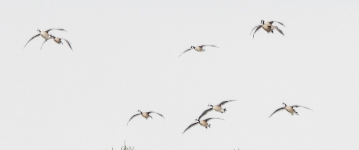 Canada Goose - ML644816130