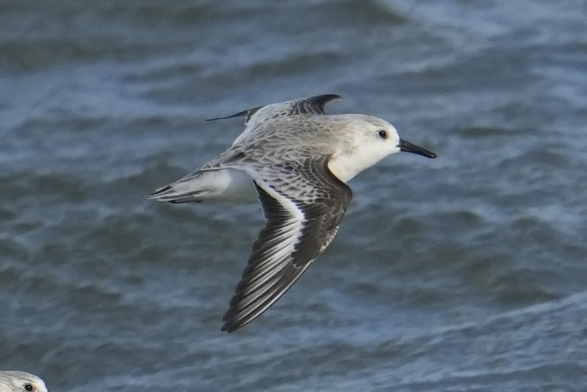 Sanderling - ML644816131