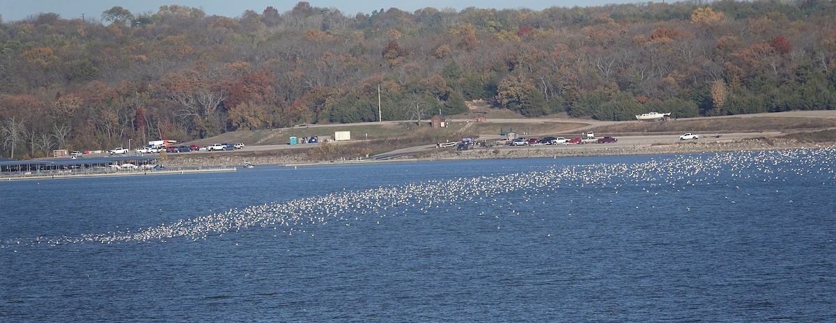 Franklin's Gull - ML644816132