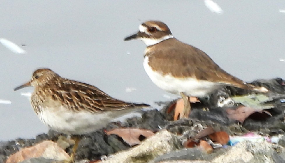 Killdeer - ML644816135