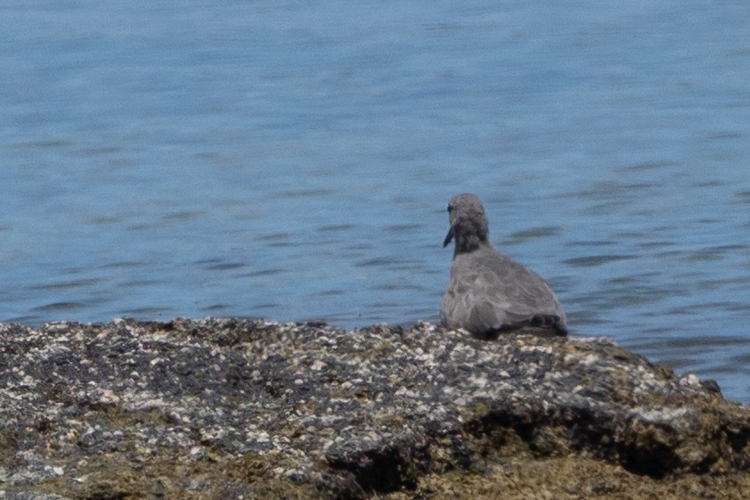 Wandering Tattler - ML644816136