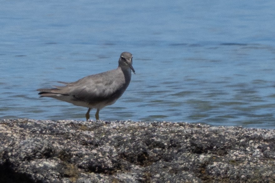 Wandering Tattler - ML644816137