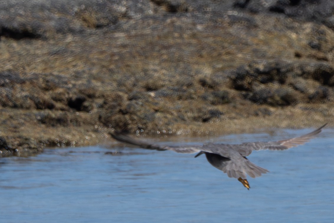 Wandering Tattler - ML644816138