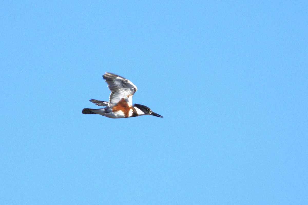Belted Kingfisher - ML644816140