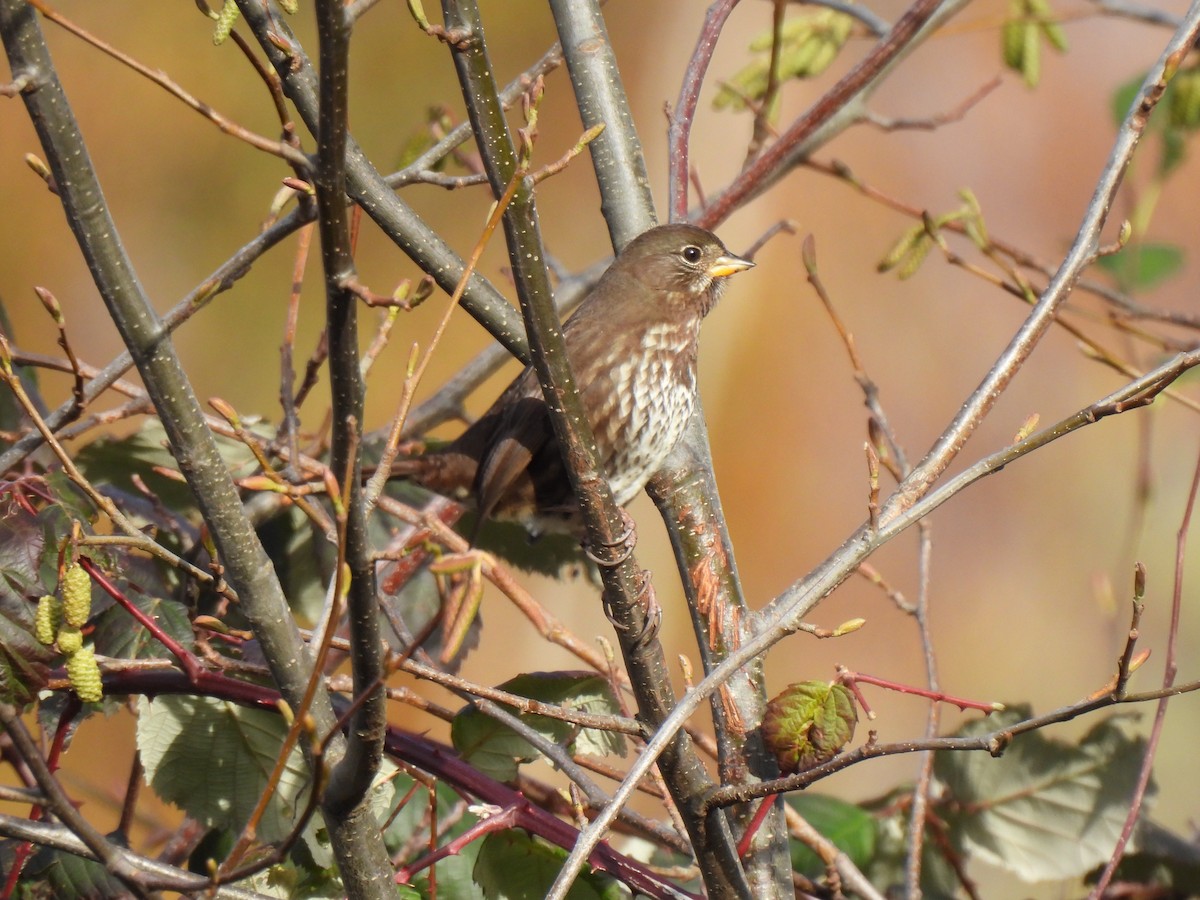 Fox Sparrow - ML644816141