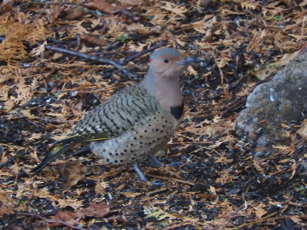 Northern Flicker - ML644816142