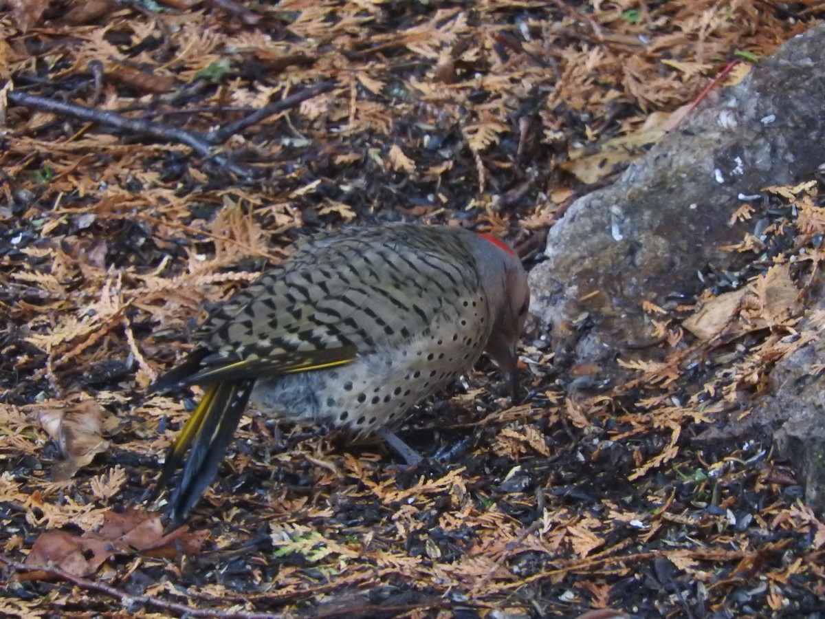 Northern Flicker - ML644816143