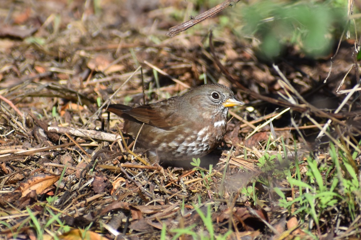 Fox Sparrow - ML644816150