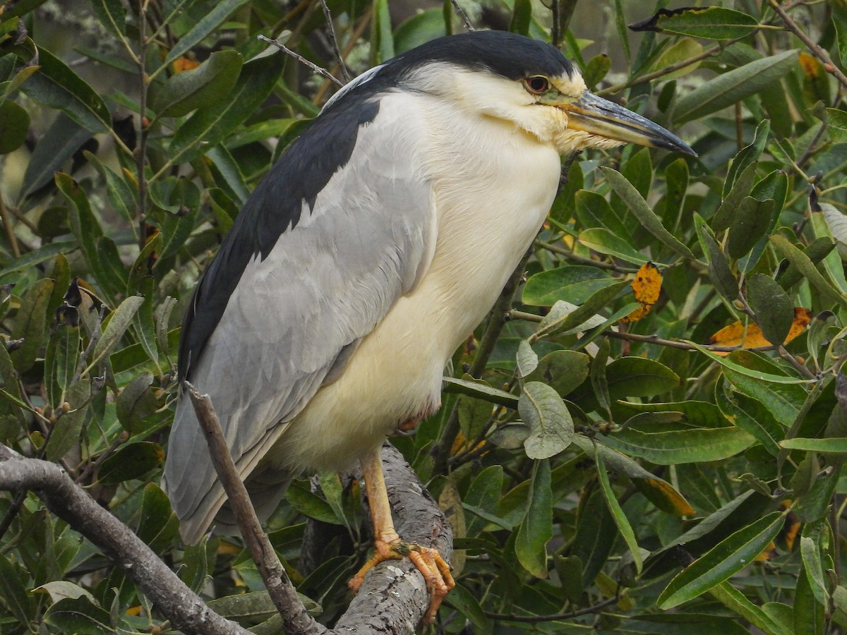 Black-crowned Night Heron - ML644816151