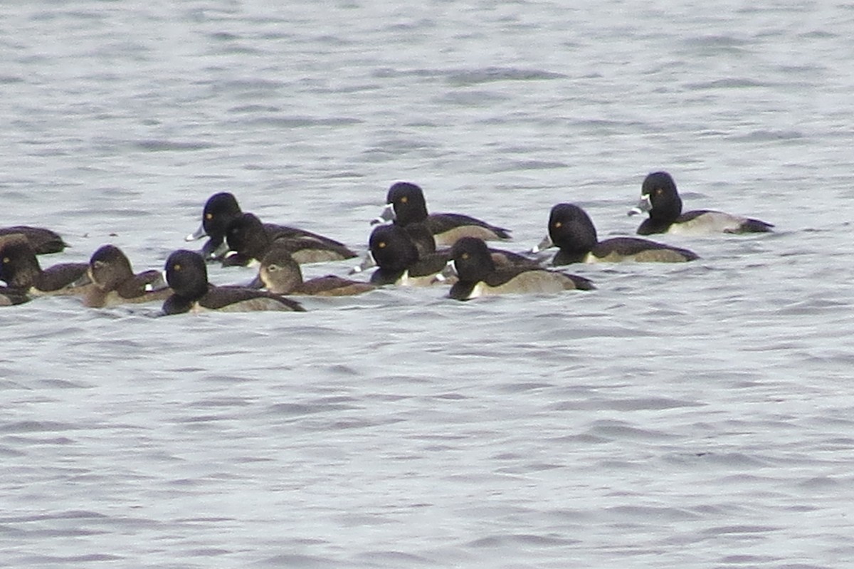Ring-necked Duck - ML644816162
