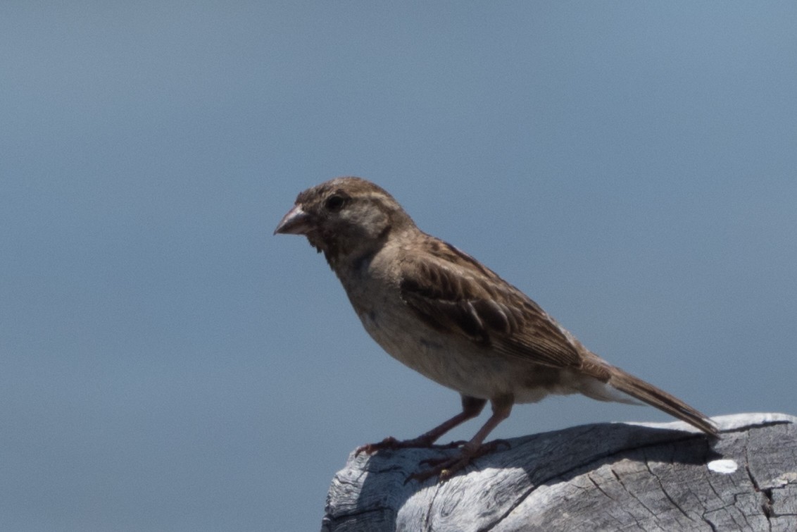 House Sparrow - ML644816163