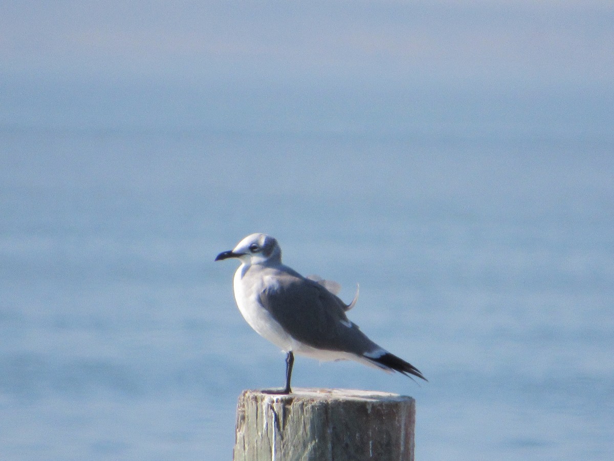 Ацтекская чайка - ML644816165