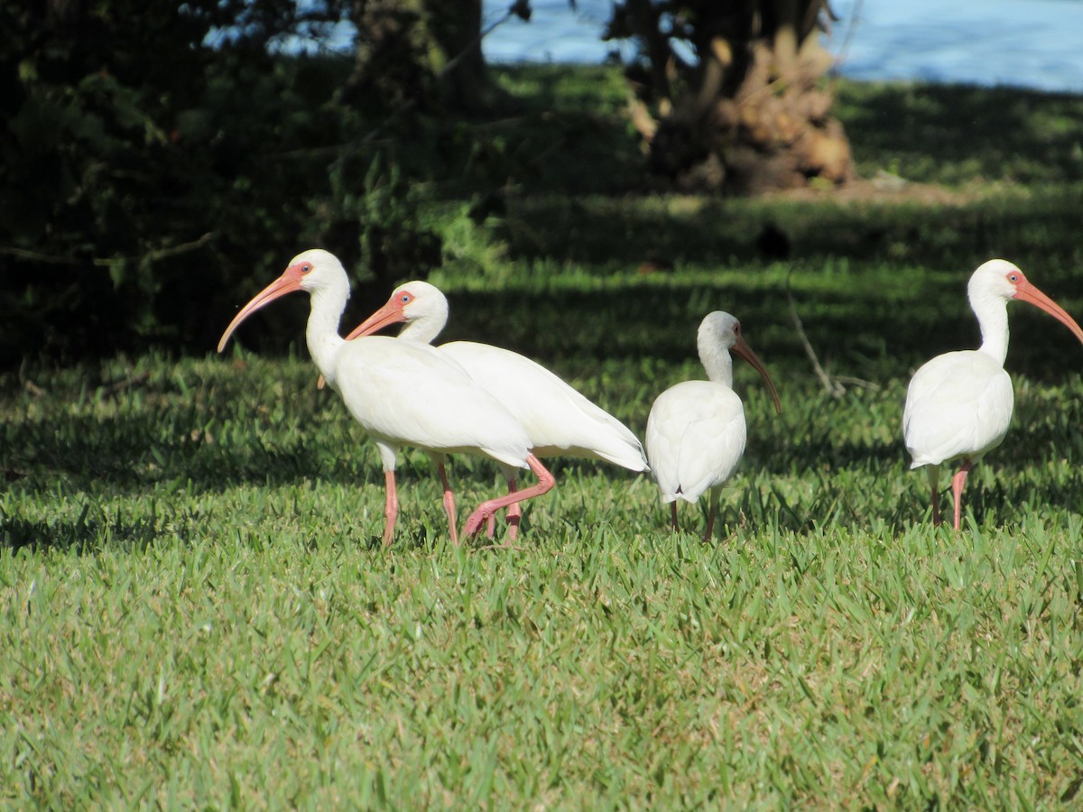 ibis bílý - ML644816174