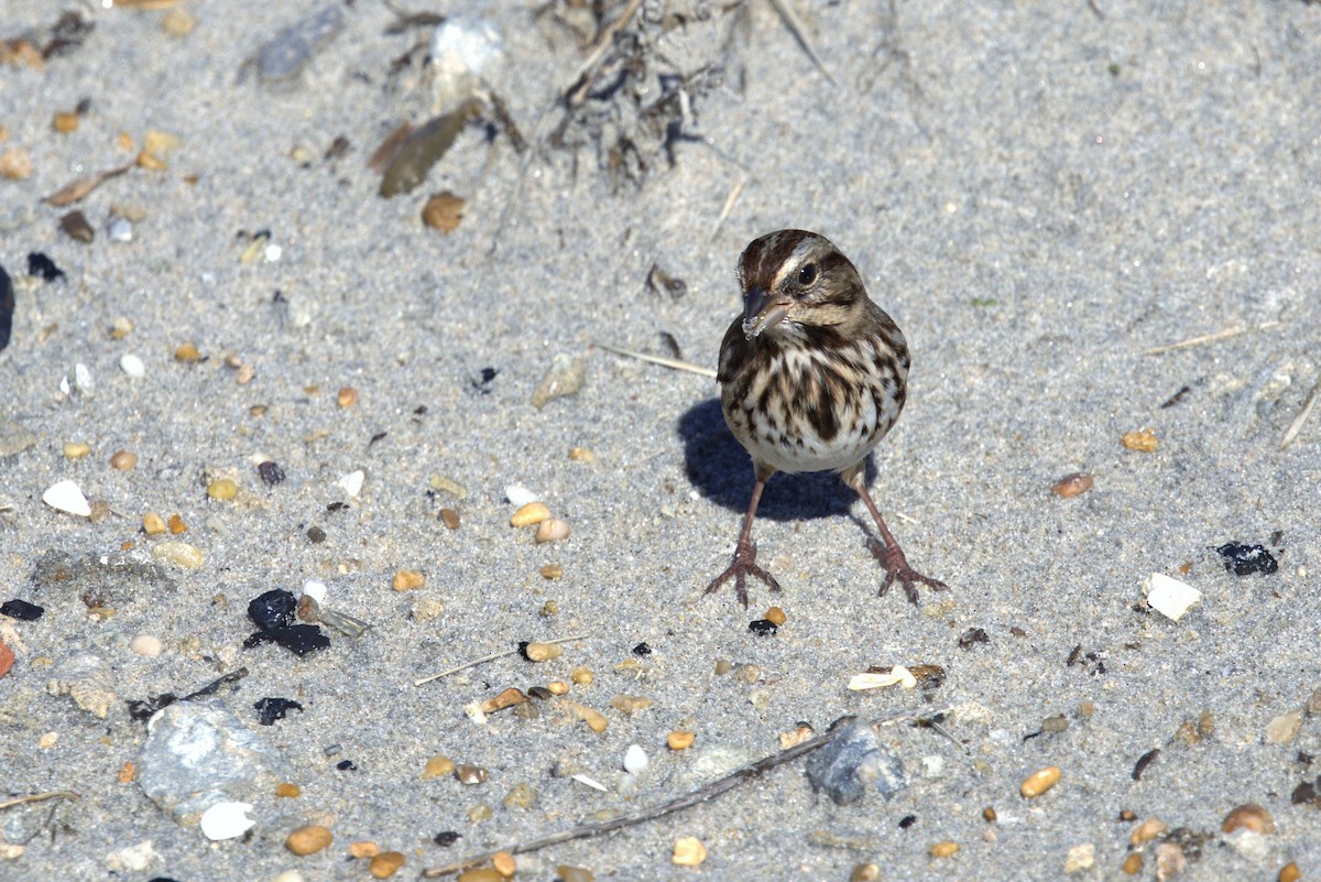 Song Sparrow - ML644816177