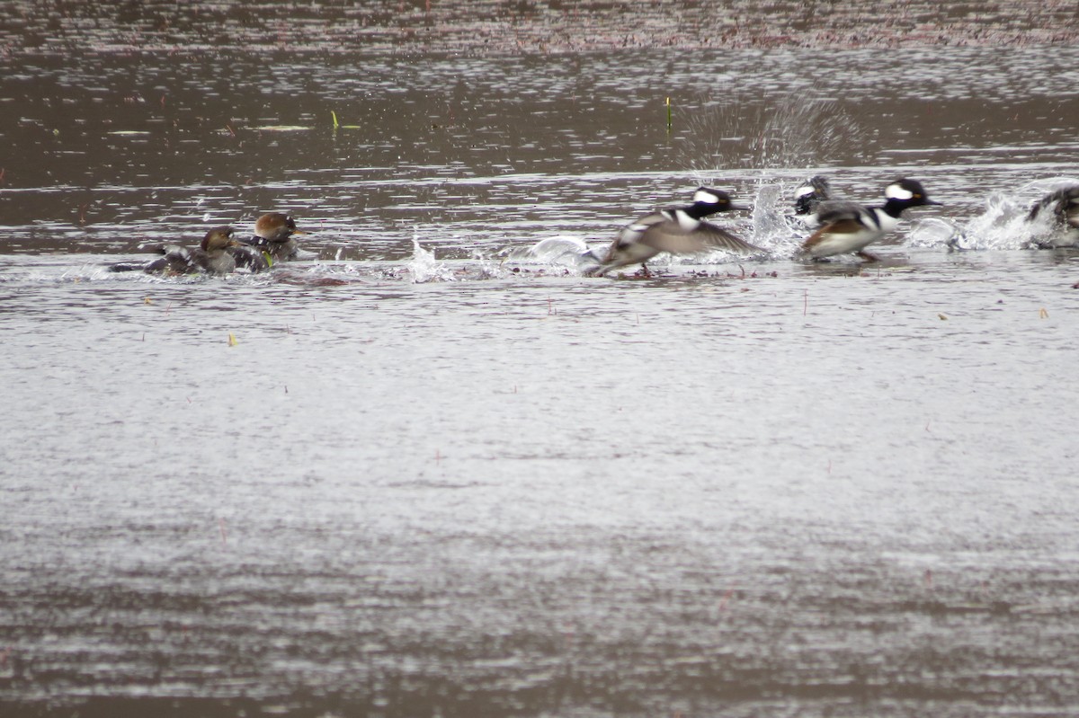 Hooded Merganser - ML644816182