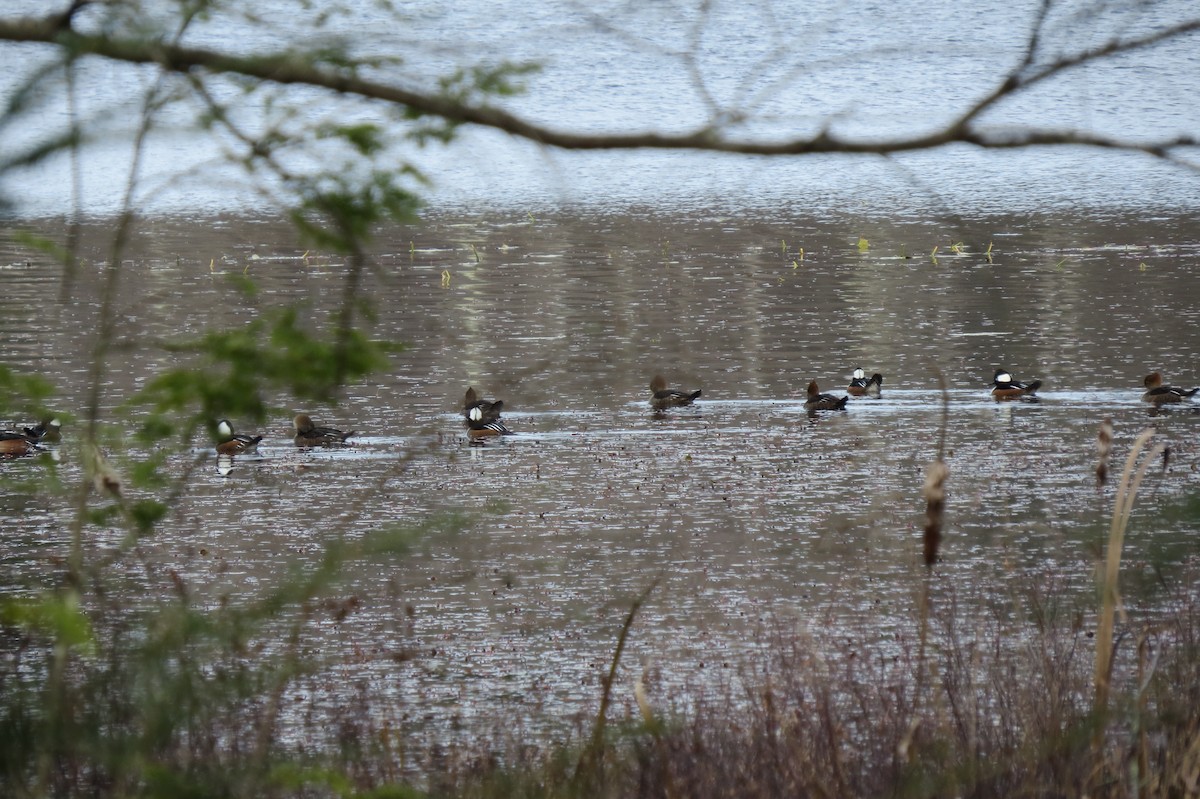 Hooded Merganser - ML644816184