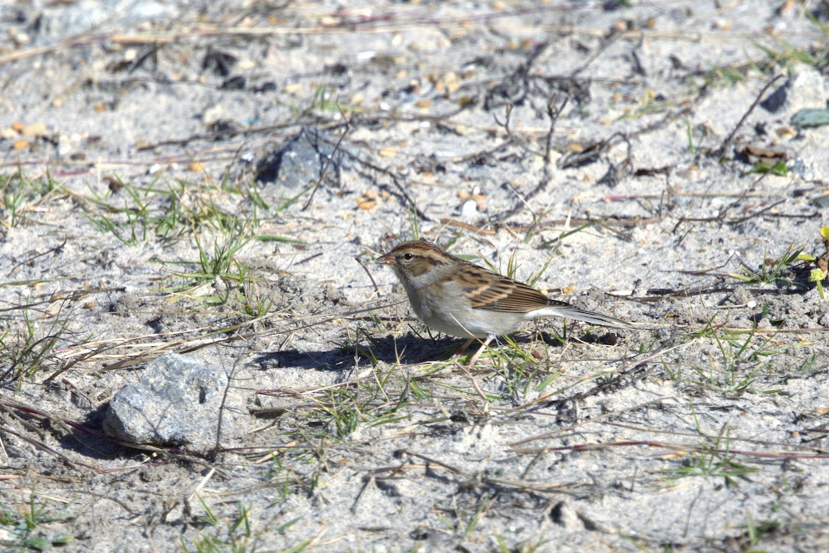 Chipping Sparrow - ML644816191