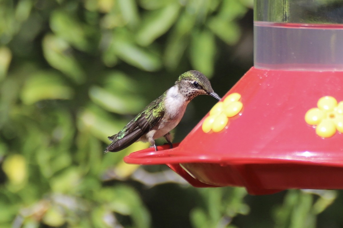 Рубиновогорлый колибри - ML644816208