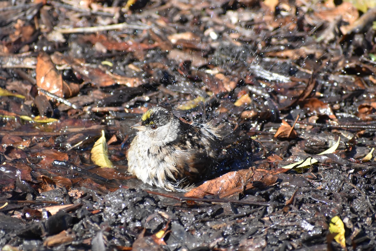 Golden-crowned Sparrow - ML644816217