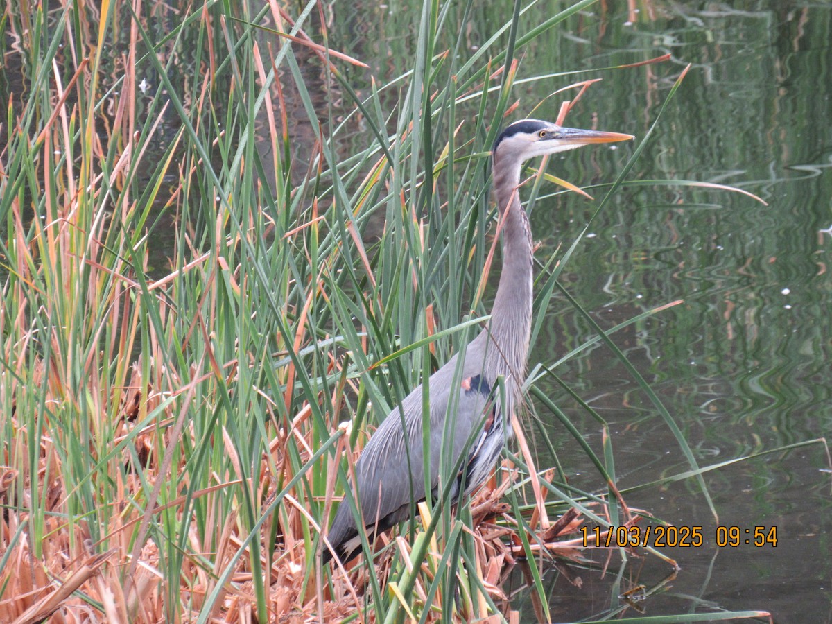 Great Blue Heron - ML644816222