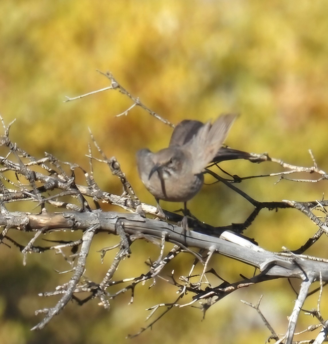 Crissal Thrasher - ML644816228