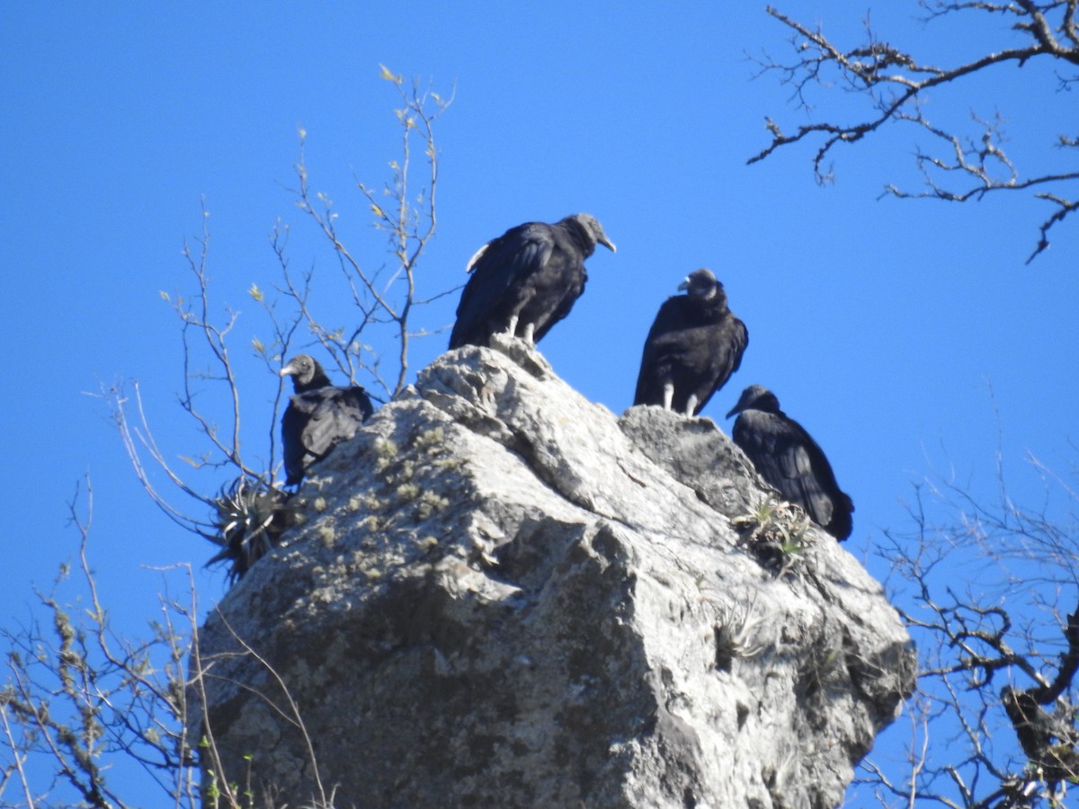 Чёрная катарта - ML644816239