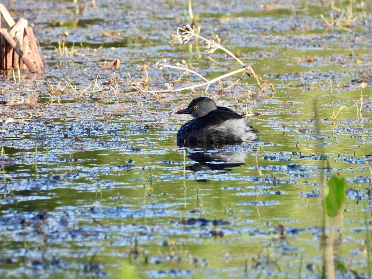 Least Grebe - ML644816241