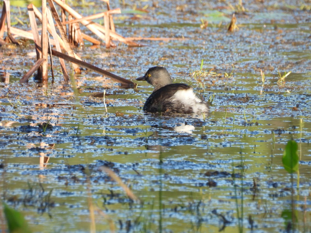 Least Grebe - ML644816242