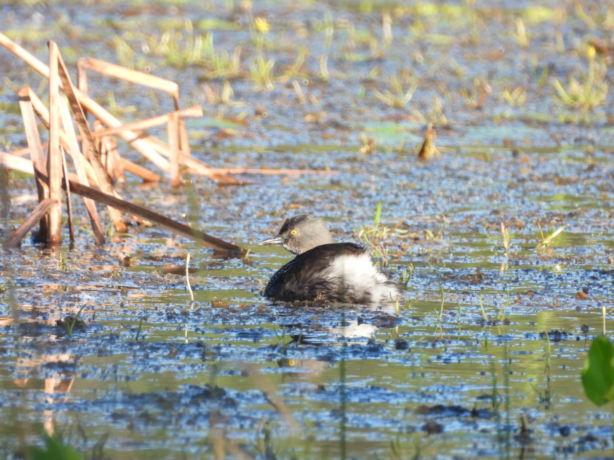 Least Grebe - ML644816243