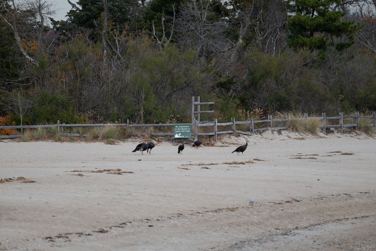 Wild Turkey - ML644816248