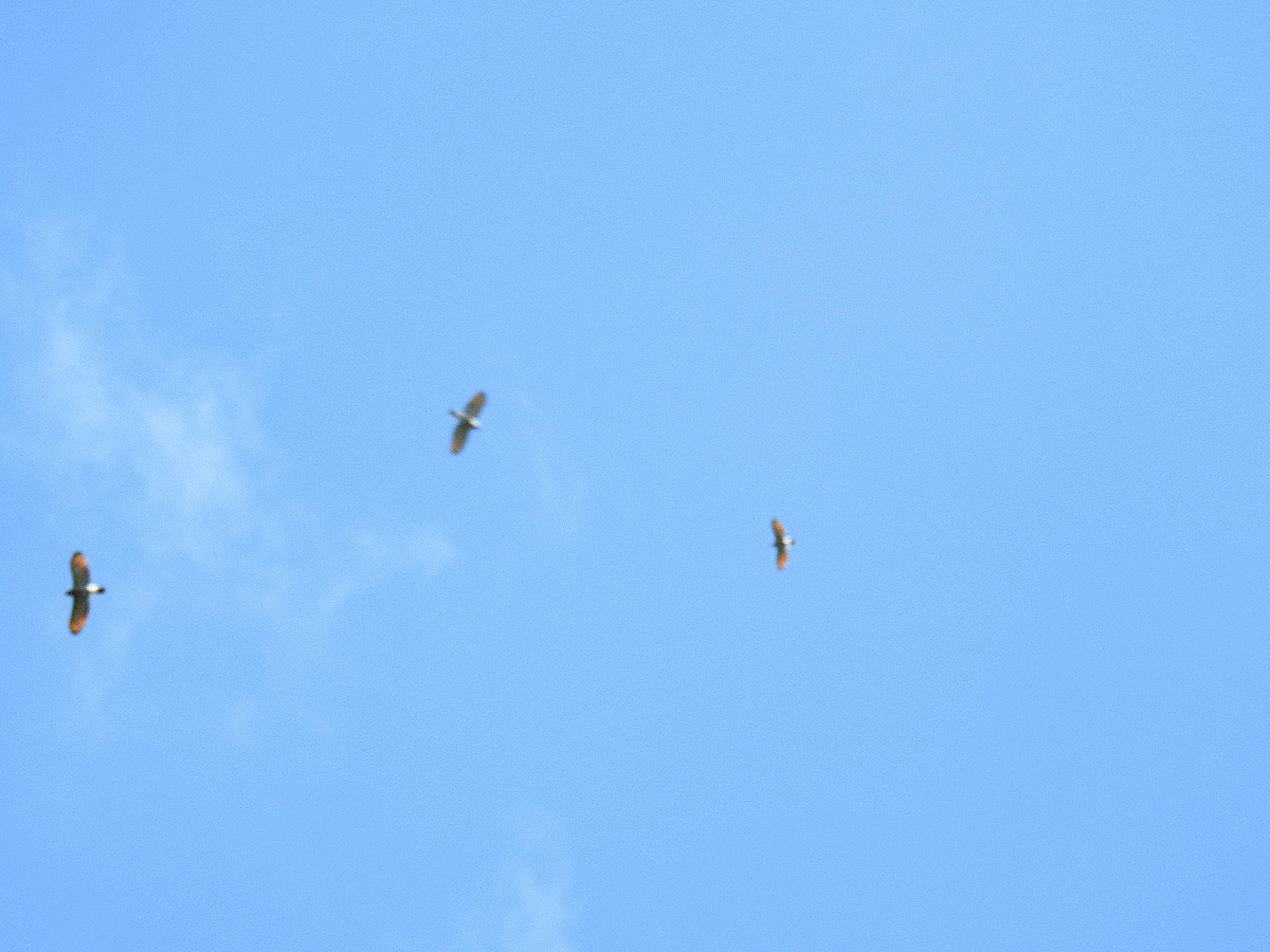 Roadside Hawk - ML644816252