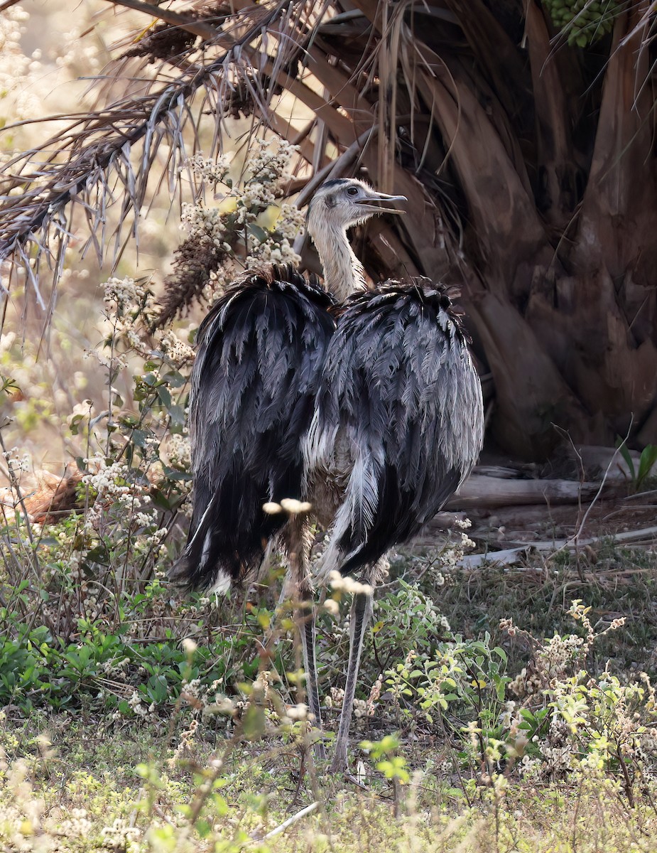 Ñandu nagusia - ML644816253